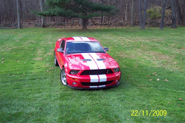 shelby 017.jpg